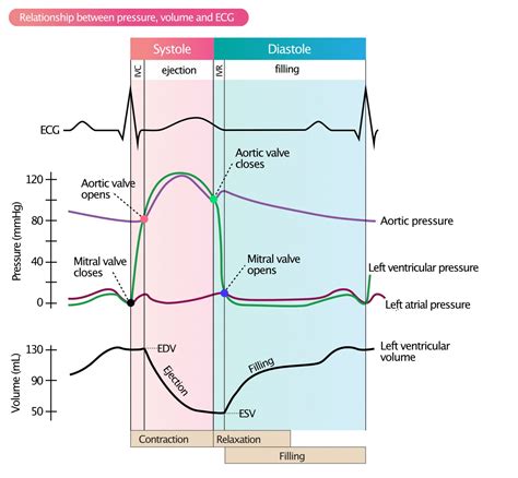 lv volume vs interventricular pressure|left ventricular pressure volume cv.